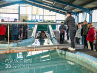 WG031025-27 - Golden De Coeur swimming